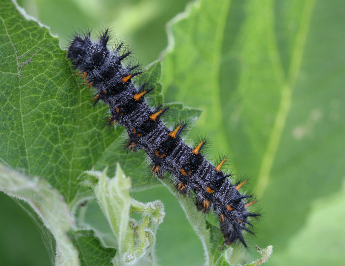 Caterpillar